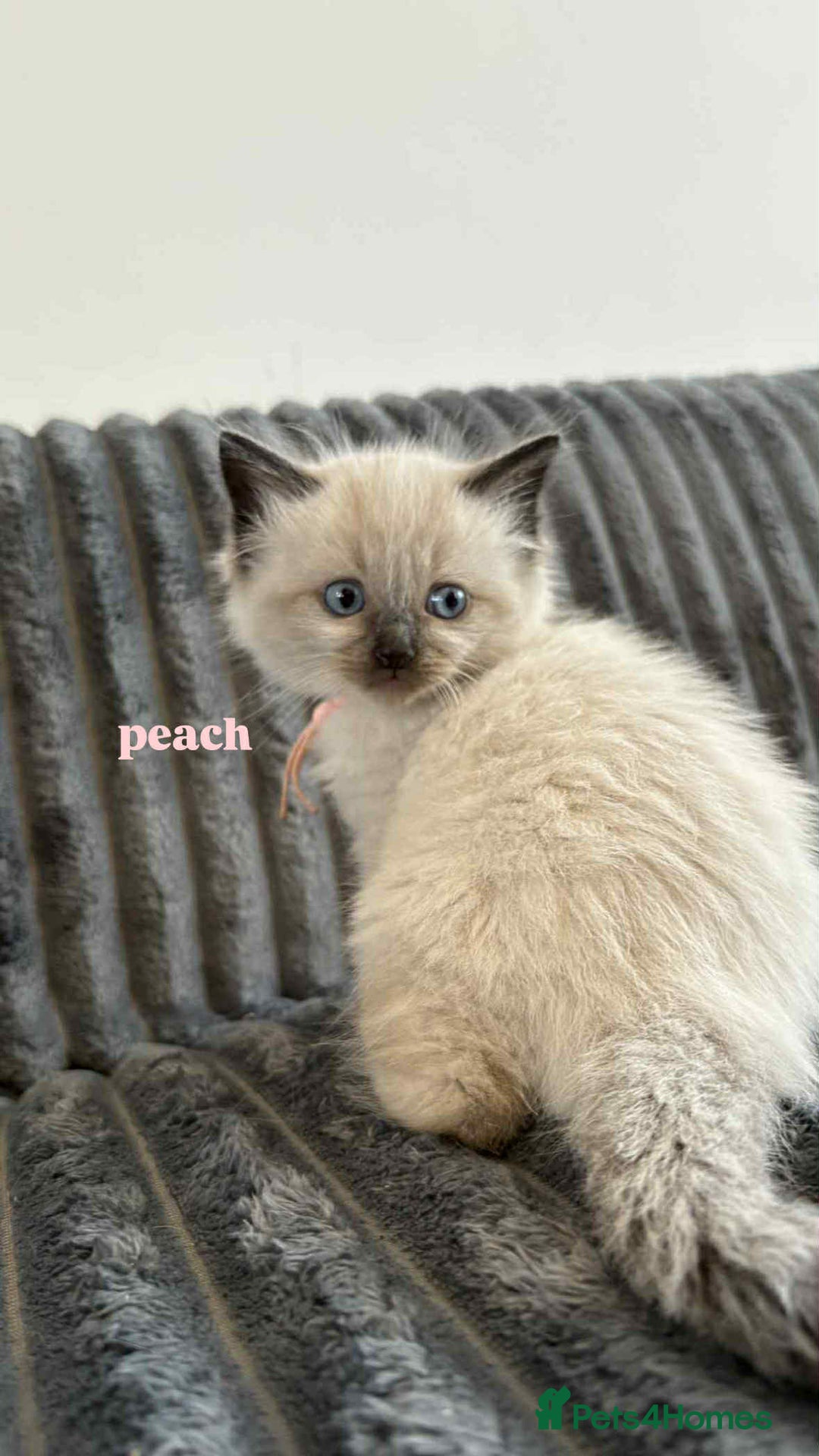 Ragdoll cats for sale: 5 Adorable Ragdoll Kittens🐾 - Image 31
