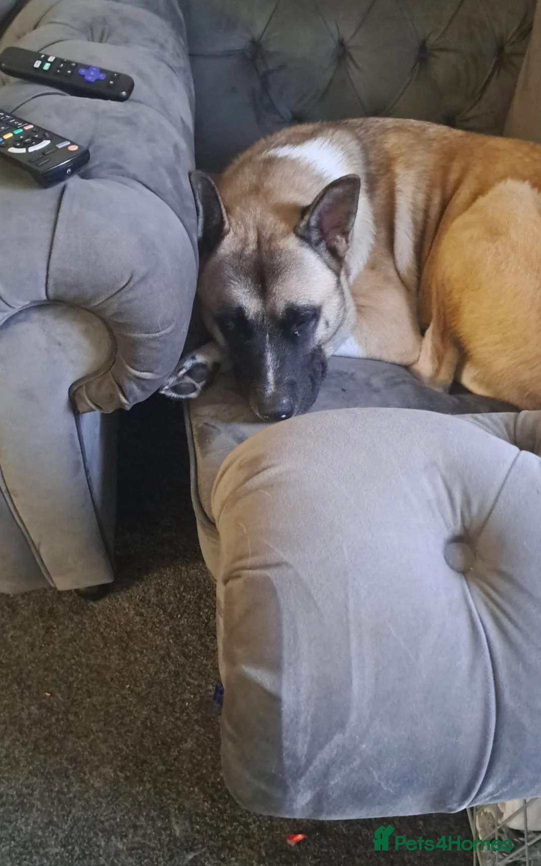 Akita dogs for sale: Big Boy Storm An All American Akita  - Advert 8