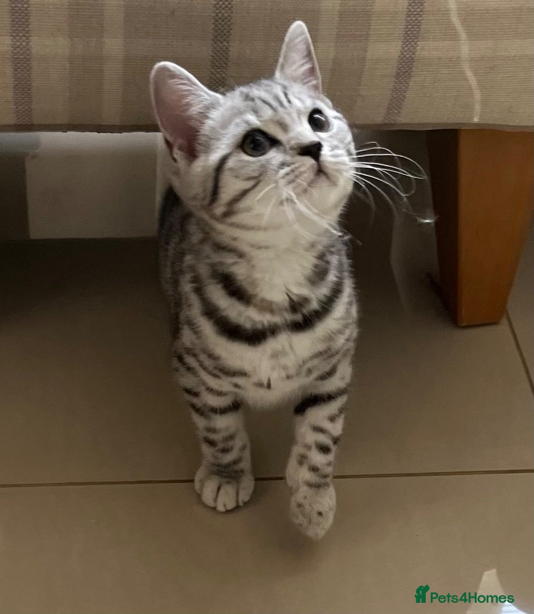 British Shorthair cats British Shorthair GCCF registered Ready now.   - Advert 1