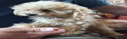 Miniature Poodle dogs for sale: FOUR BEAUTIFUL APRICOT MINIATURE POODLE PUPPIES - Advert 9