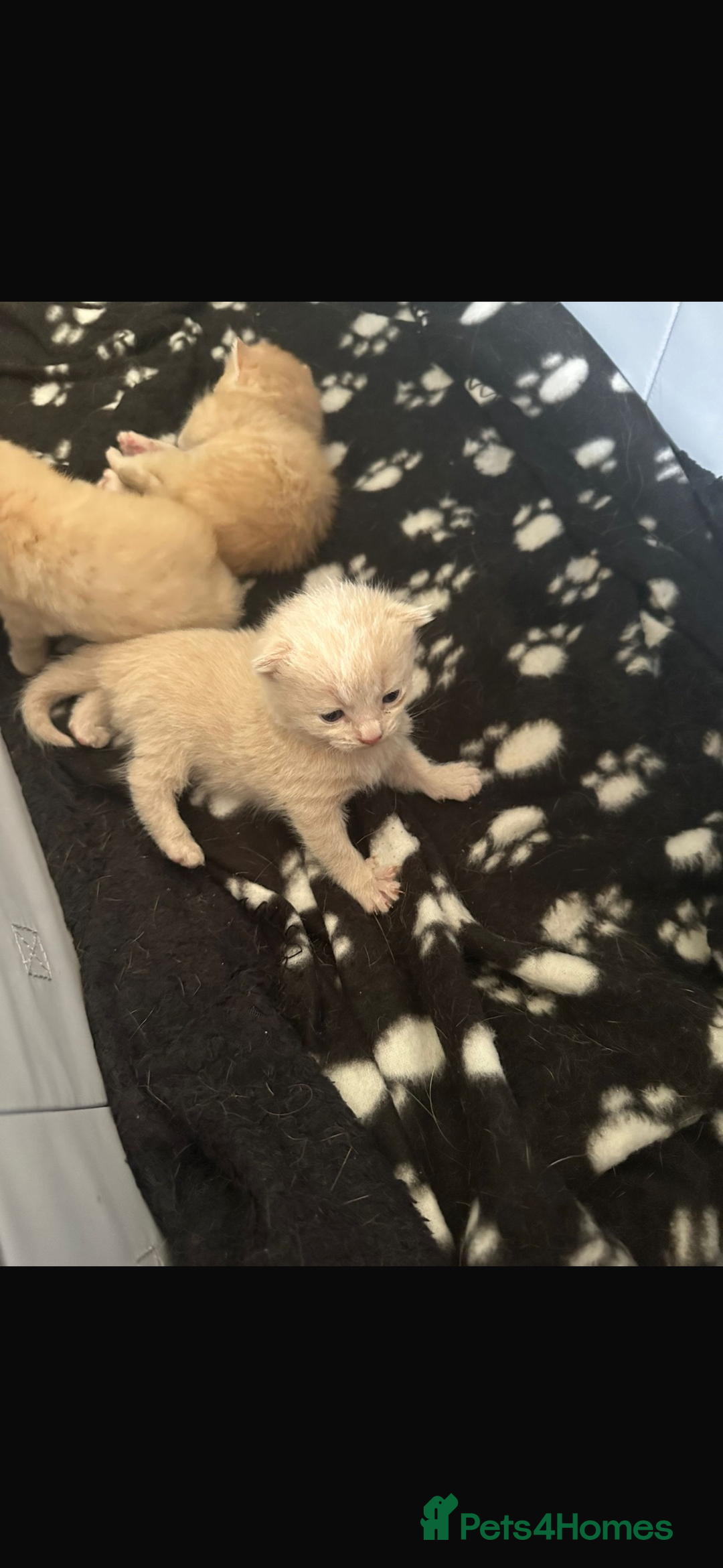 Mixed Breed cats for sale: Beautiful ginger kittens  - Image 4