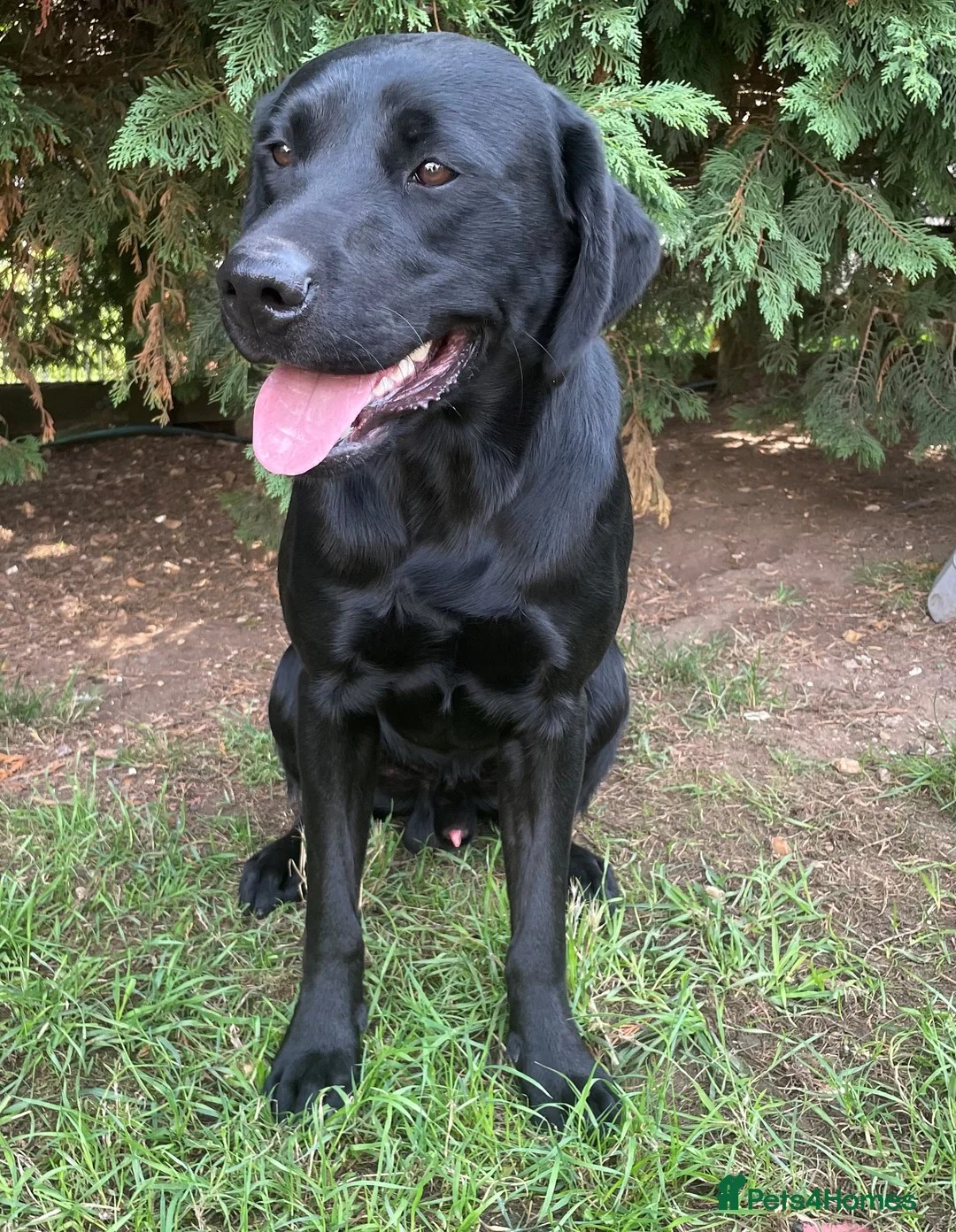 Labrador Retriever dogs for stud: Black Working Labrador Stud Dog Health Tested in Christchurch - Advert 3