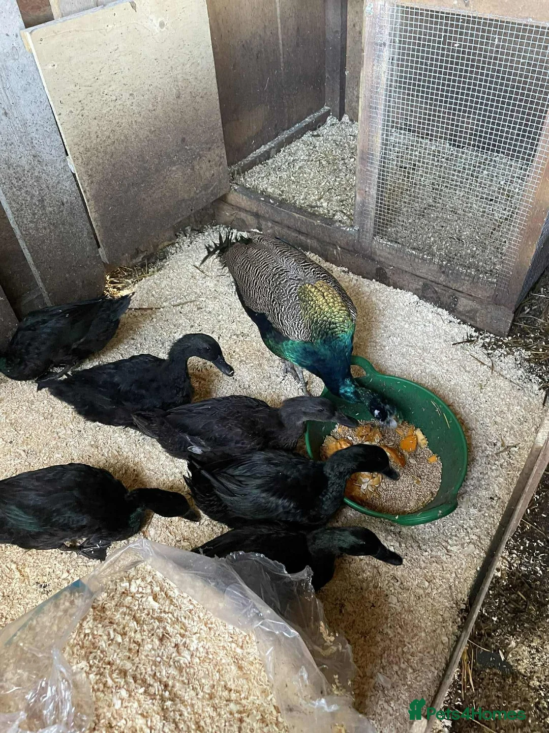Ducks poultry for sale: Cayuga Ducklings  3 days Old  in Barnsley - Advert 2
