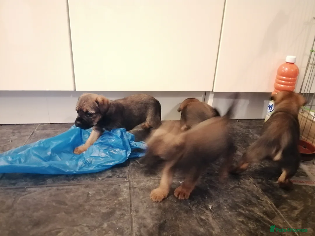 Border Terrier dogs for sale: Border terrier pups for sale  - Advert 3