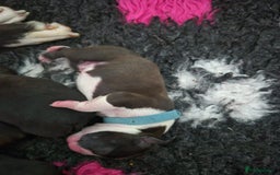 Boston Terrier dogs for sale: Stunning true to type wildax litter - Image 17
