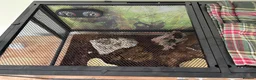 Scorpions invertebrates for sale: Asian forest scorpion  in Belper - Advert 4