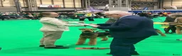 Airedale Terrier dogs for sale: 🌟 One Girl Available 🌟  - Advert 15