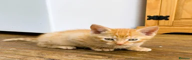 Ginger Boy