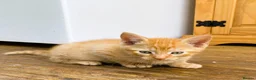 Mixed Breed cats for sale: 4 kittens ready for new homes today - Advert 2