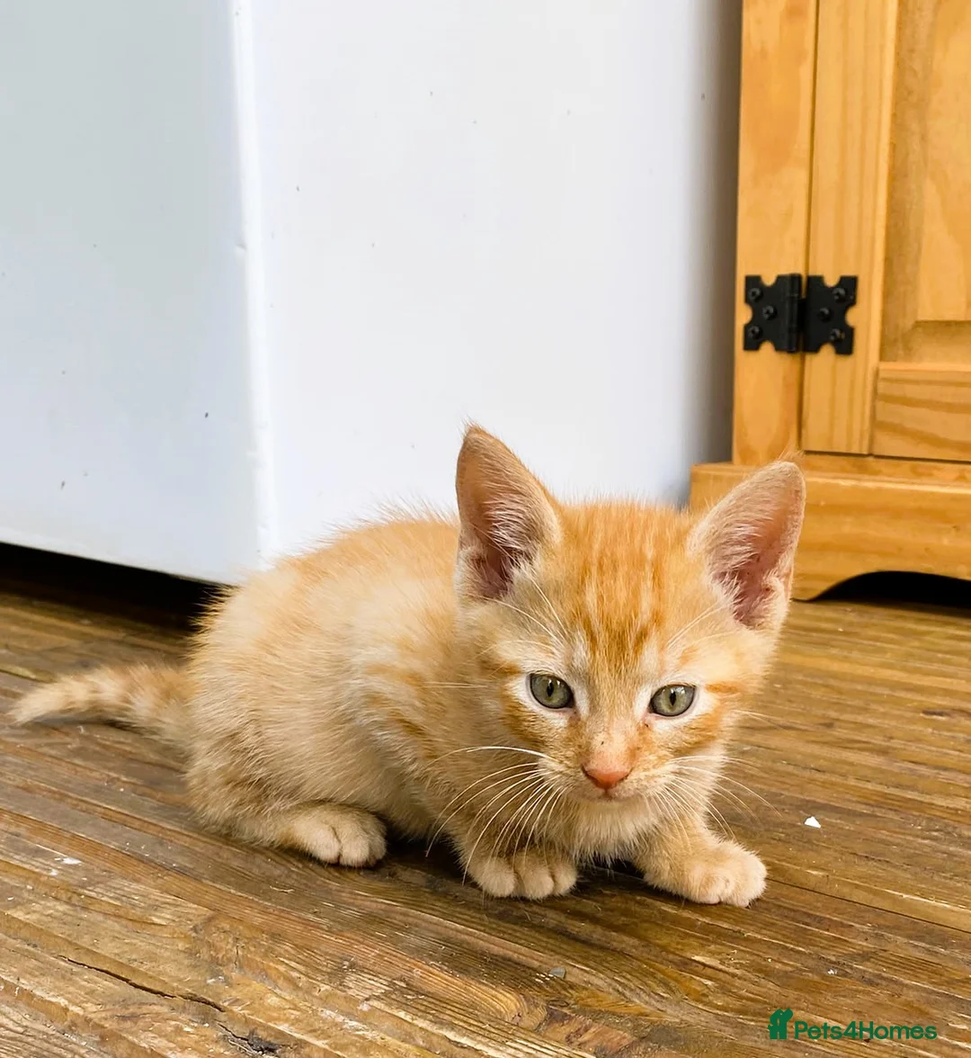 Mixed Breed cats for sale: 4 kittens ready for new homes today - Advert 2