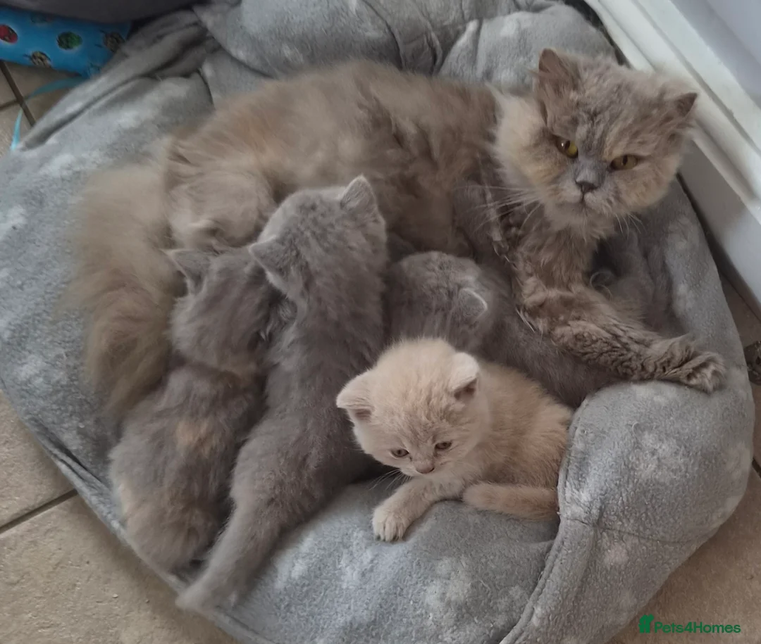 British Longhair cats for sale: Stunning longhair girl - Advert 2