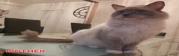 Ragdoll cats for sale: RAGDOLLS SEAL POINT BICOLOUR GIRLS BLUE EYES  - Advert 4