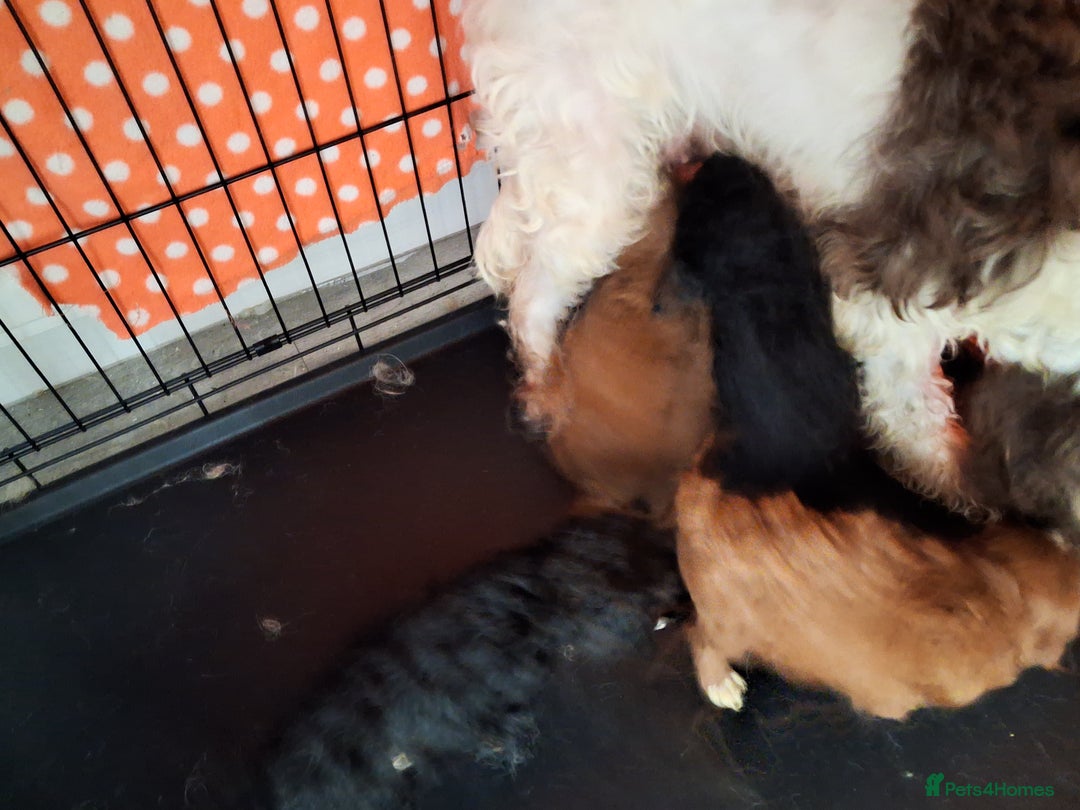 Cockapoo dogs for sale: ** BEAUTIFUL LITTER OF COCKAPOOS ** - Image 39