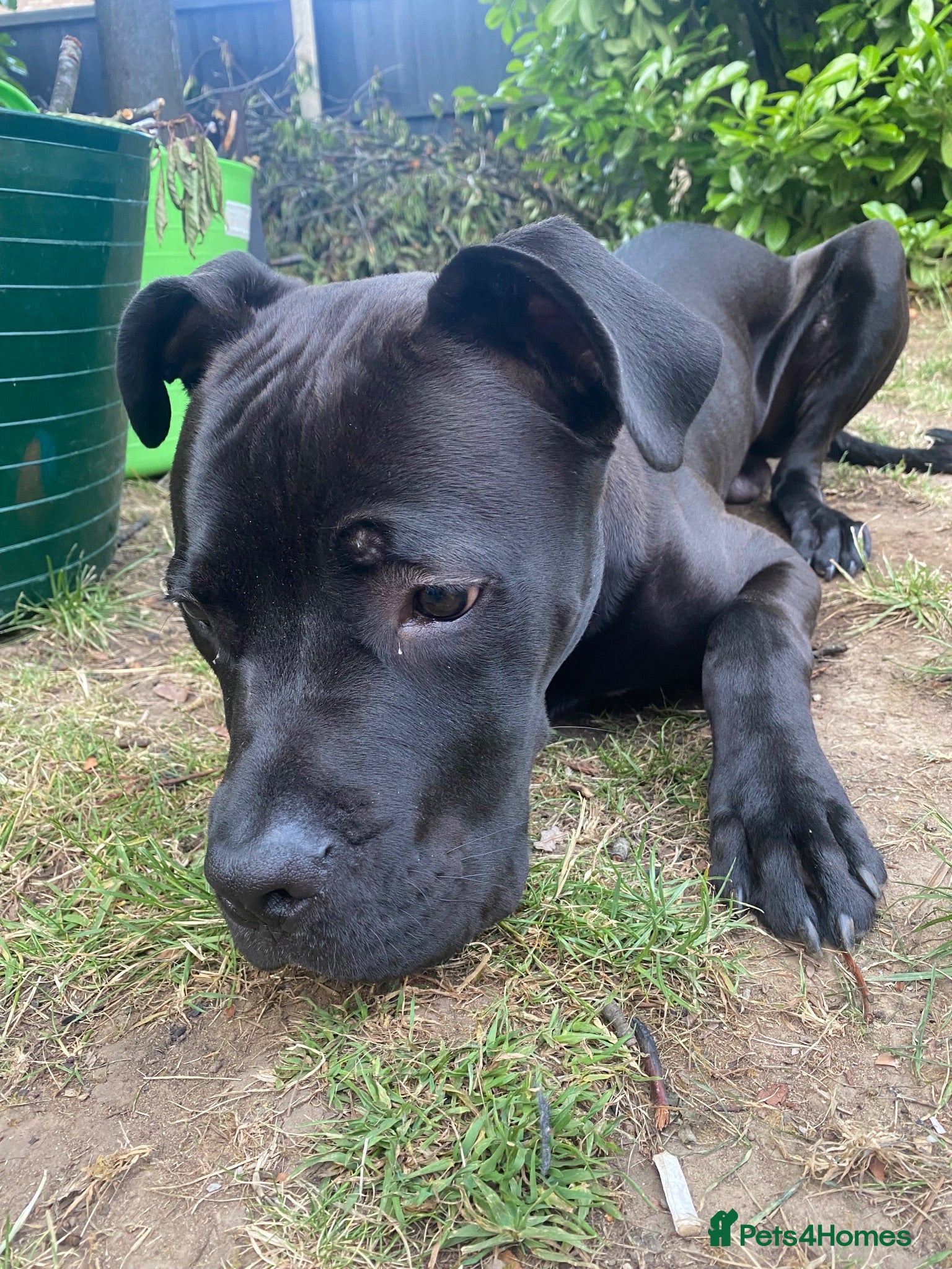 Mixed Breed dogs Cane corso looking for new home - Advert 1