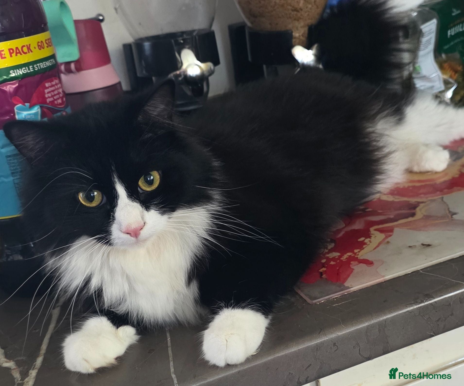Mixed Breed cats Black and white long haired domestic - Advert 2