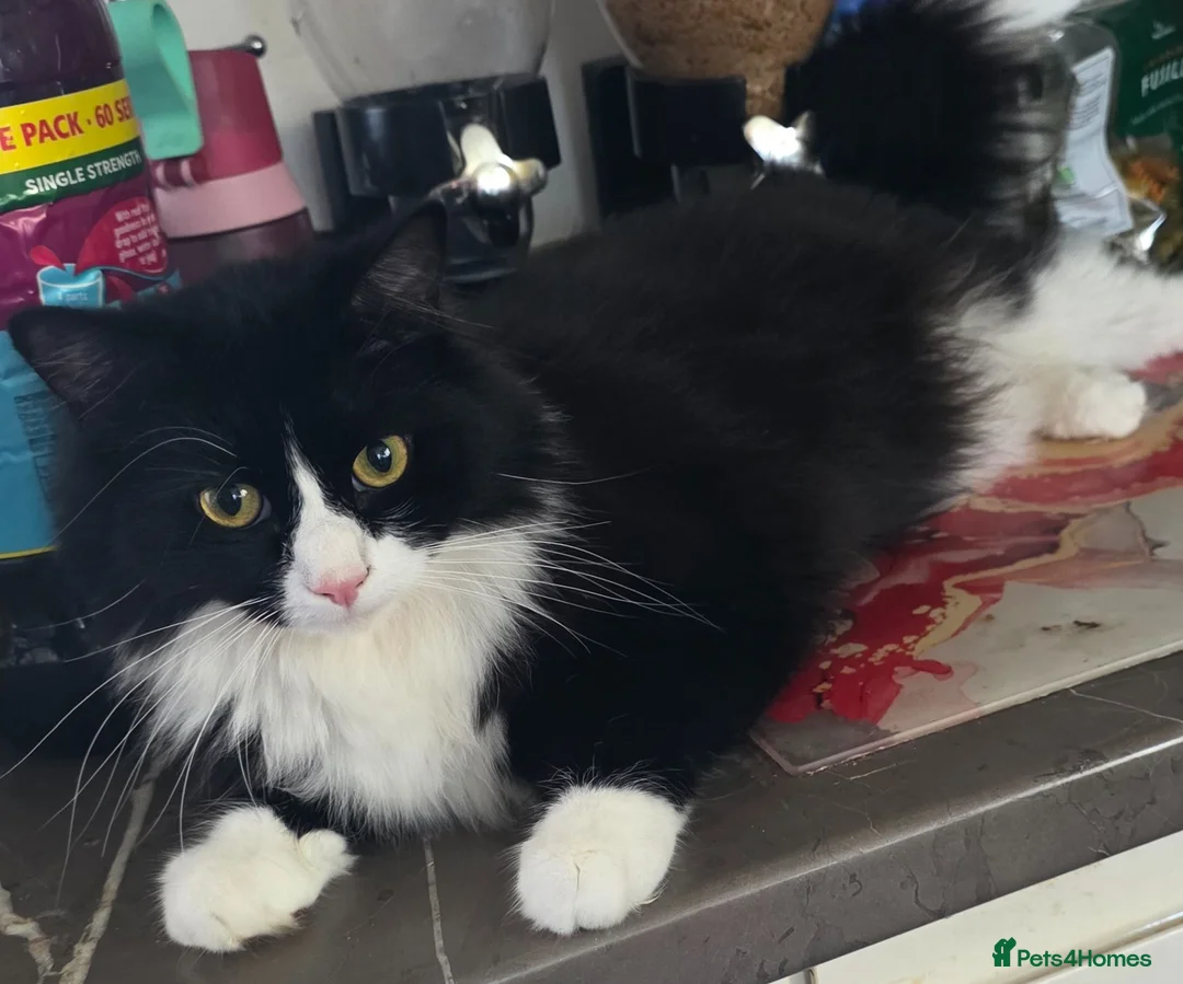 Mixed Breed cats for sale: Black and white long haired domestic - Advert 1