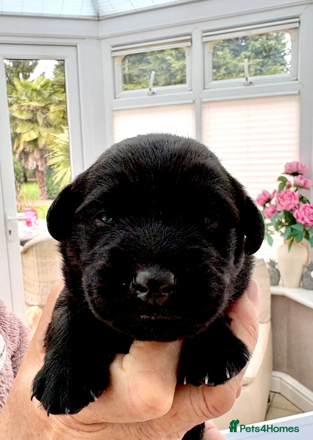 Labrador Retriever dogs for sale: Labrador Retriever Puppies - Advert 10