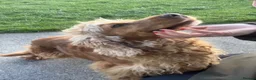 Cocker Spaniel dogs for sale: Health tested KC registered show type cocker 🐶  - Advert 4