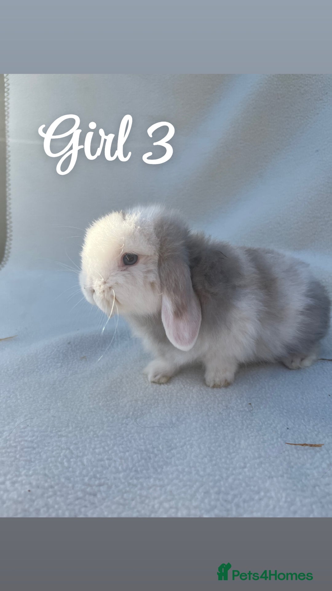 Mini Lop rabbits for sale: Gorgeous pure bred mini lops  - Advert 4