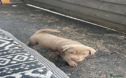 Mixed Breed dogs for sale: Lab Pei puppies  - Image 2