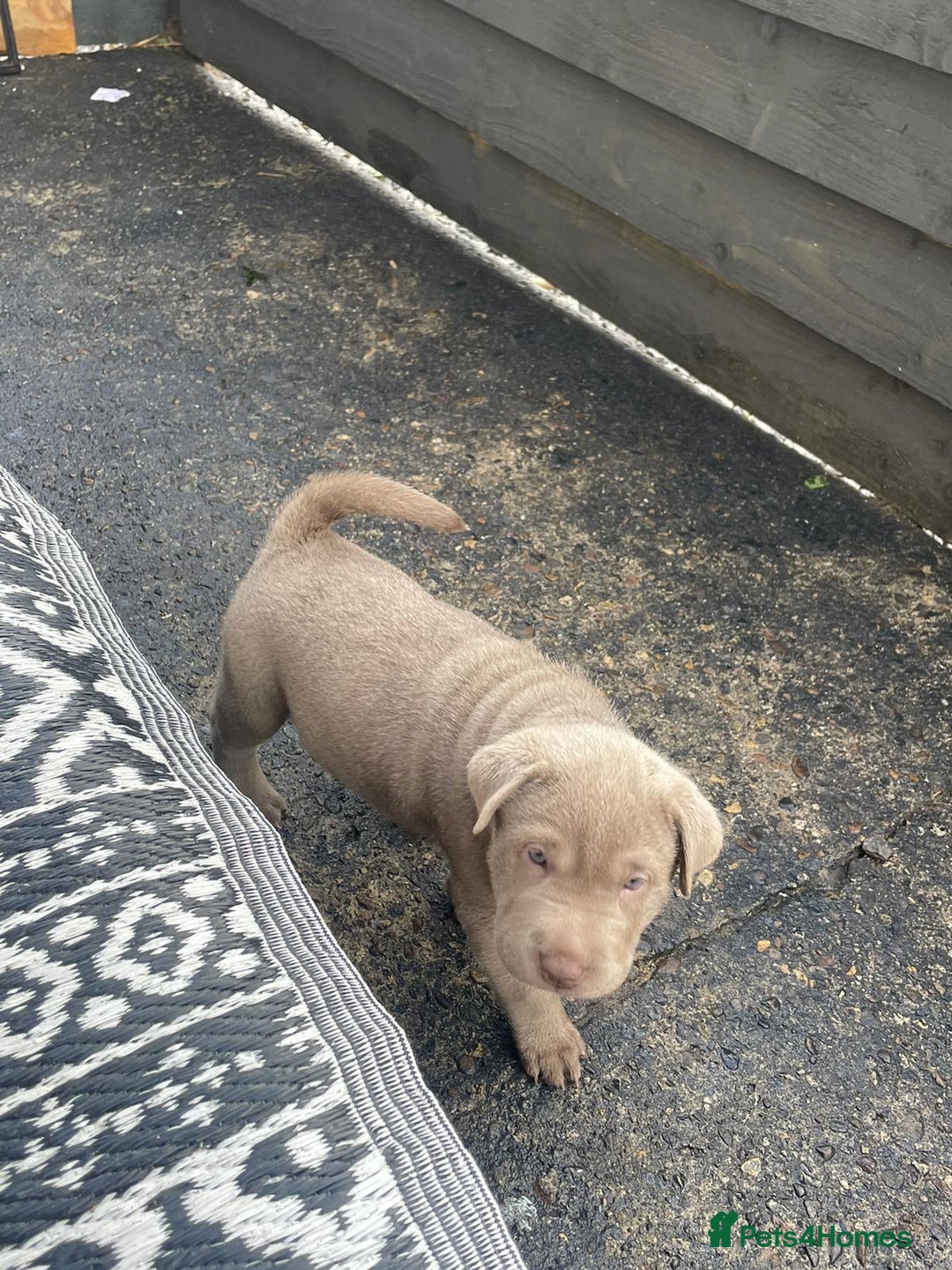 Mixed Breed dogs for sale: Lab Pei puppies  - Image 2