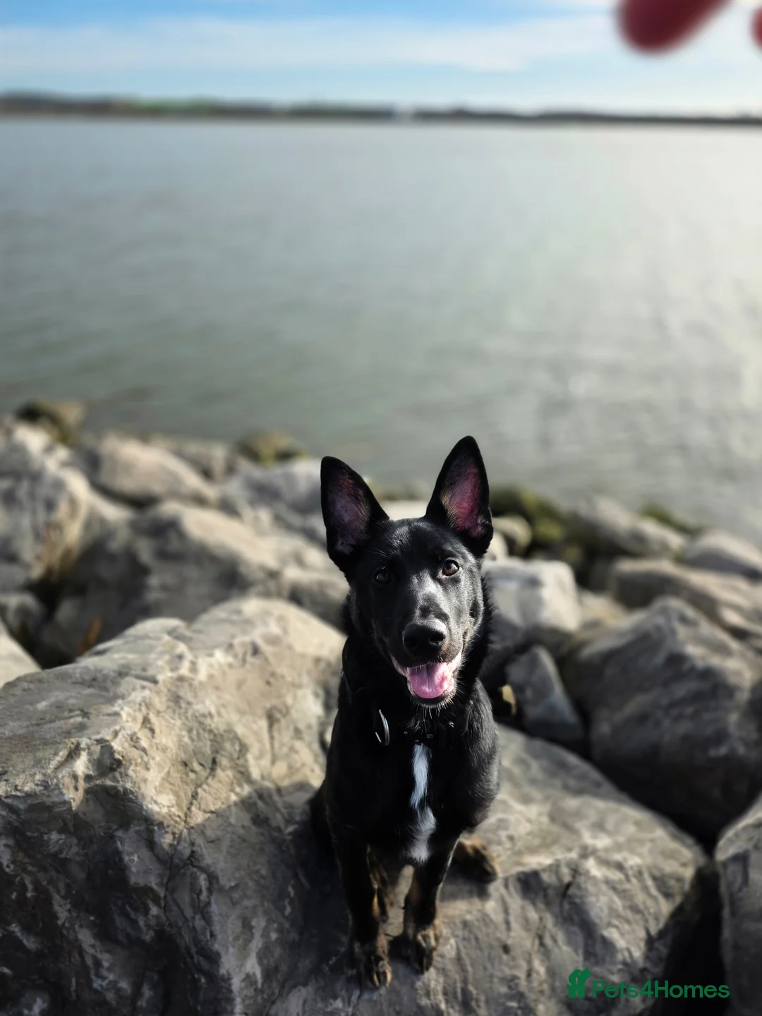 Shepsky dogs for sale: 5month old Shepsky in Barrow-in-Furness - Advert 1