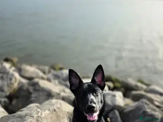 Shepsky dogs 5month old Shepsky - Advert 2