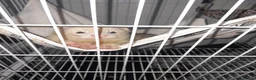 Ferret rodents for sale: 2 ferrets in Cramlington - Advert 2