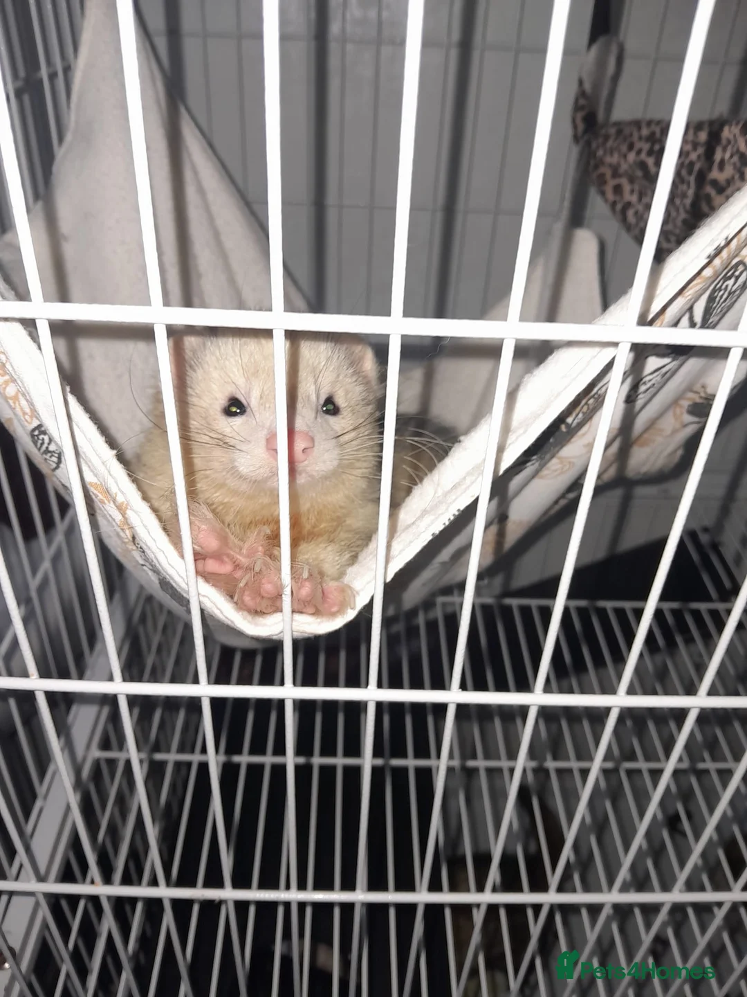 Ferret rodents for sale: 2 ferrets in Cramlington - Advert 2