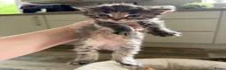 Mixed Breed cats for sale: 7 LEFT - 8 fluffy kittens for sale  - Advert 8