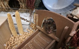 Hamster rodents for sale: Hamster for adoption  - Image 1