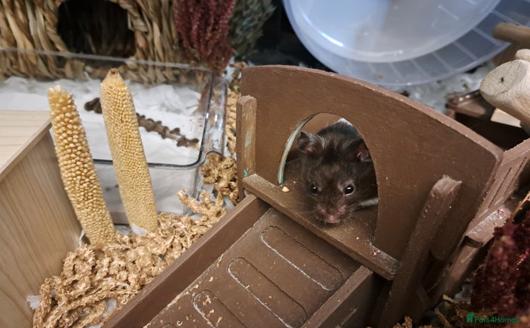 Hamster rodents - Advert 3