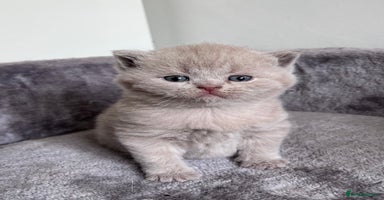 British Shorthair cats - Advert 13