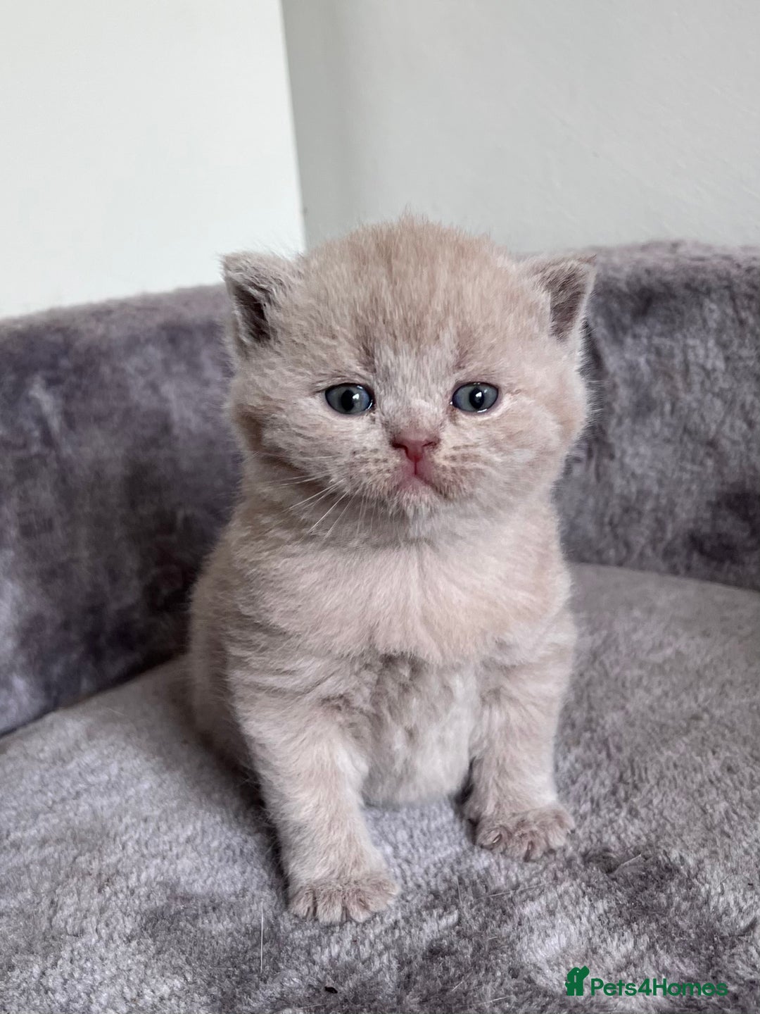 British Shorthair cats for sale: New litter! Champion lines BSH kittens - Image 2