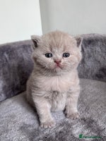 British Shorthair cats - Advert 10