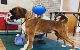 Boxer dogs for stud: KC REGISTERED BRINDLE & WHITE PROVEN STUD.   in Mexborough - Image 13