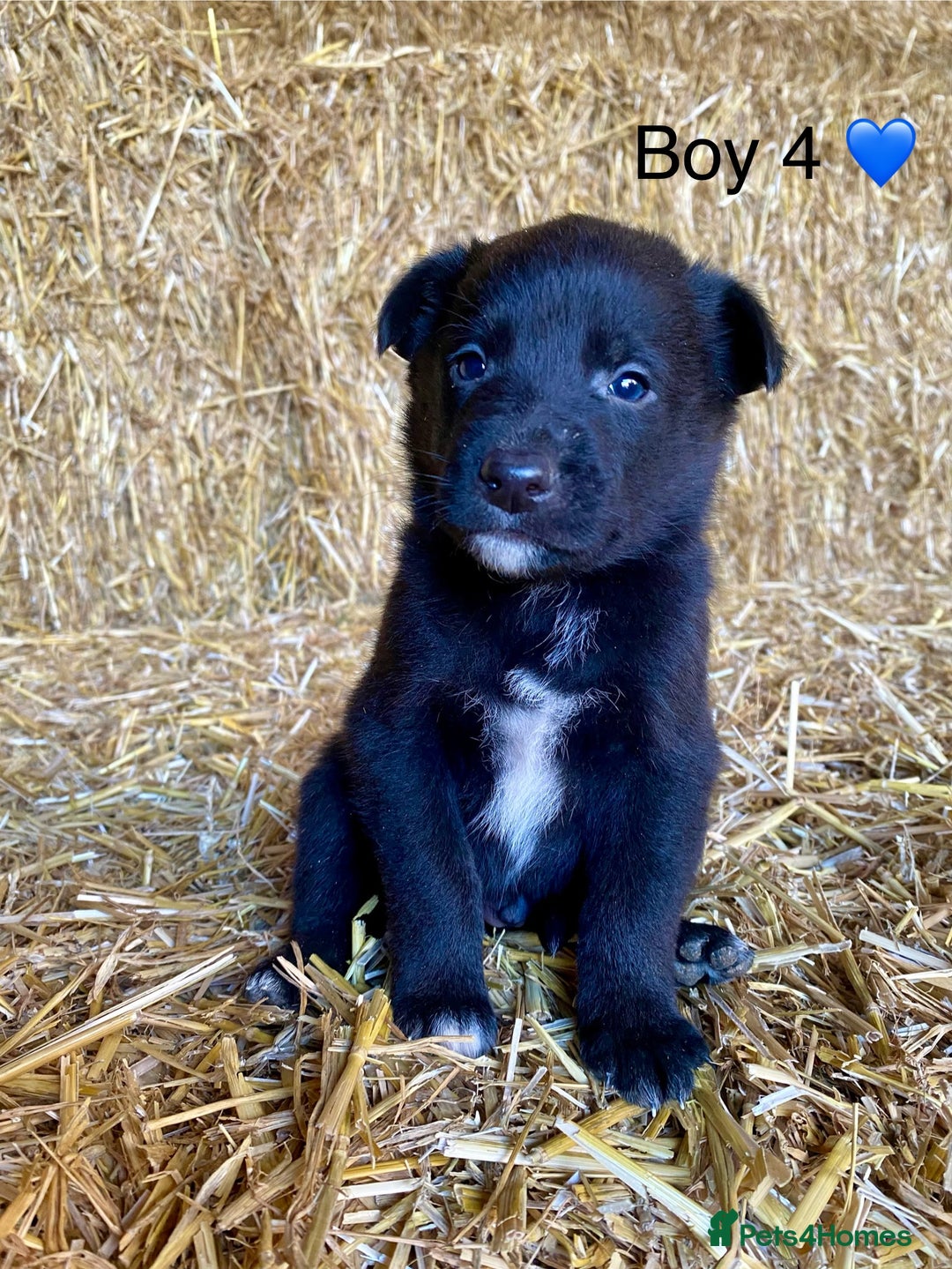 Border Collie dogs for sale: Border Collie Puppies - Advert 7