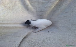 Mixed Breed dogs for sale: Spanish jack Russell (bodeguero) x border collie - Image 22