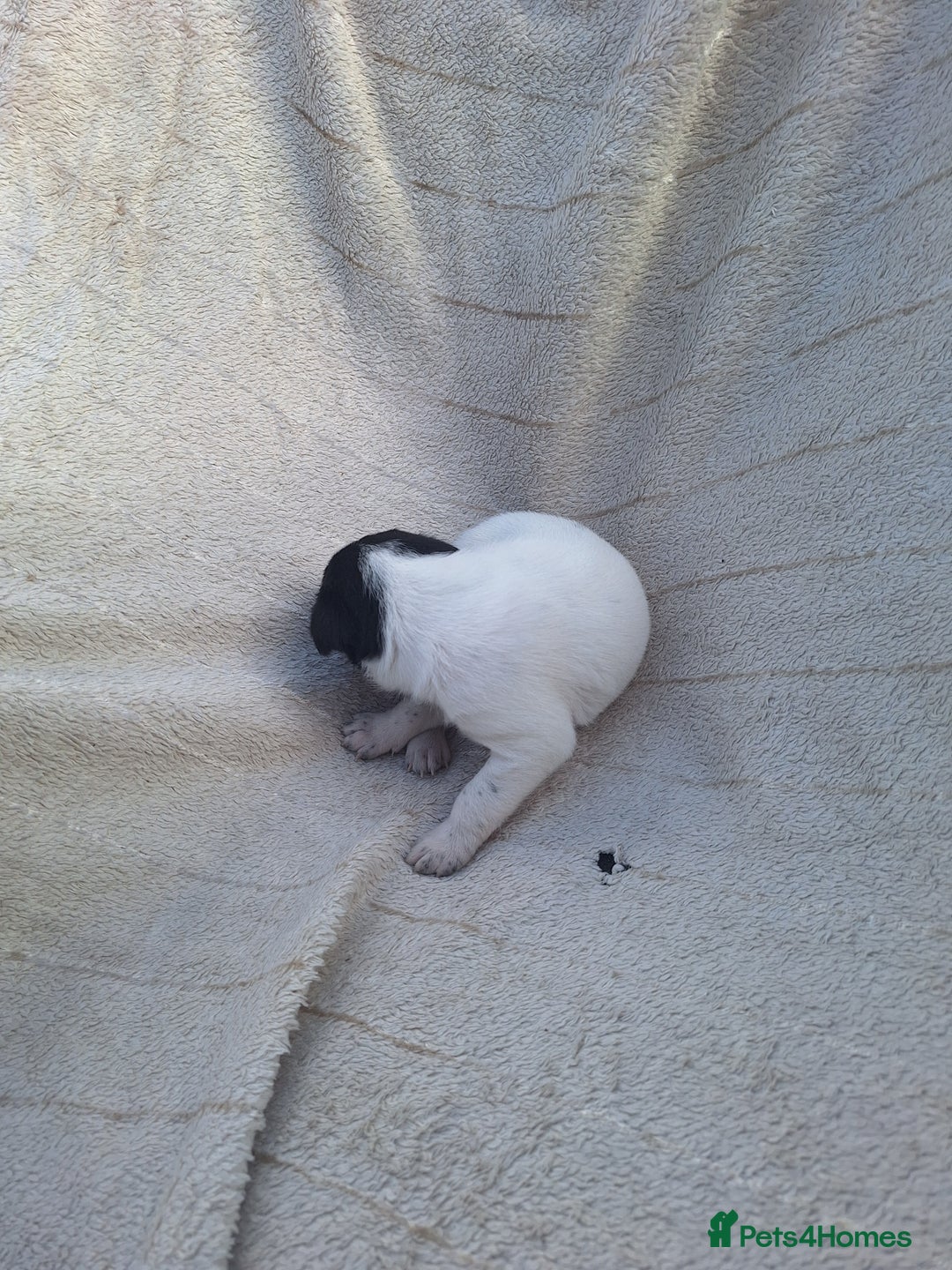 Mixed Breed dogs for sale: Spanish jack Russell (bodeguero) x border collie - Image 22