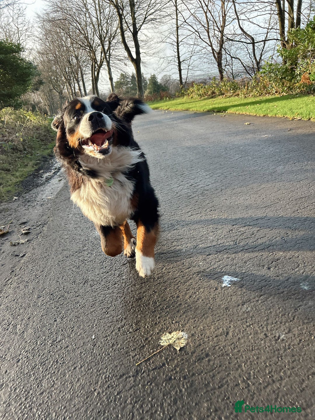 Bernese Mountain Dog dogs for stud: Exceptional Bernese Mountain Dog For Stud - Advert 5