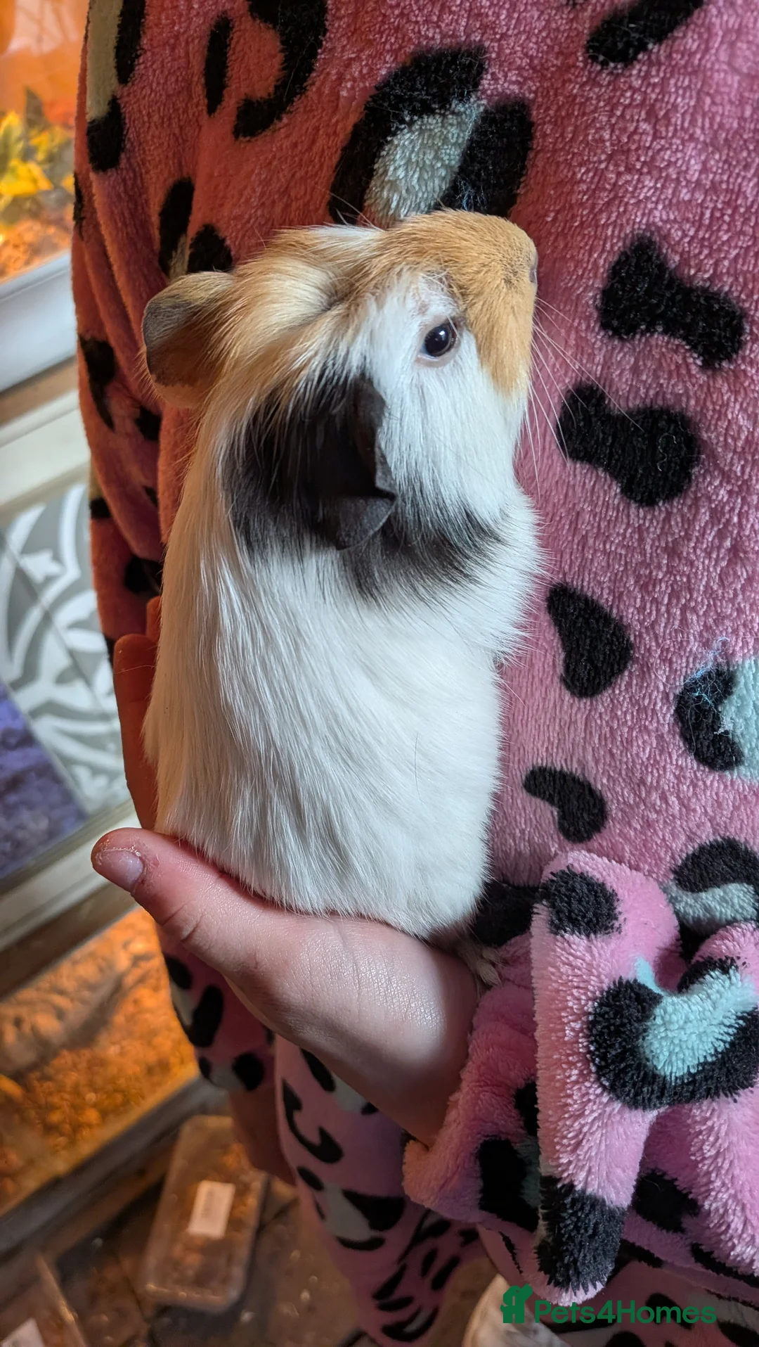 Guinea Pig rodents for sale: Beautiful male guinea pigs - Advert 12