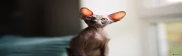 Sphynx cats for sale: Sphynx Kittens - Advert 3