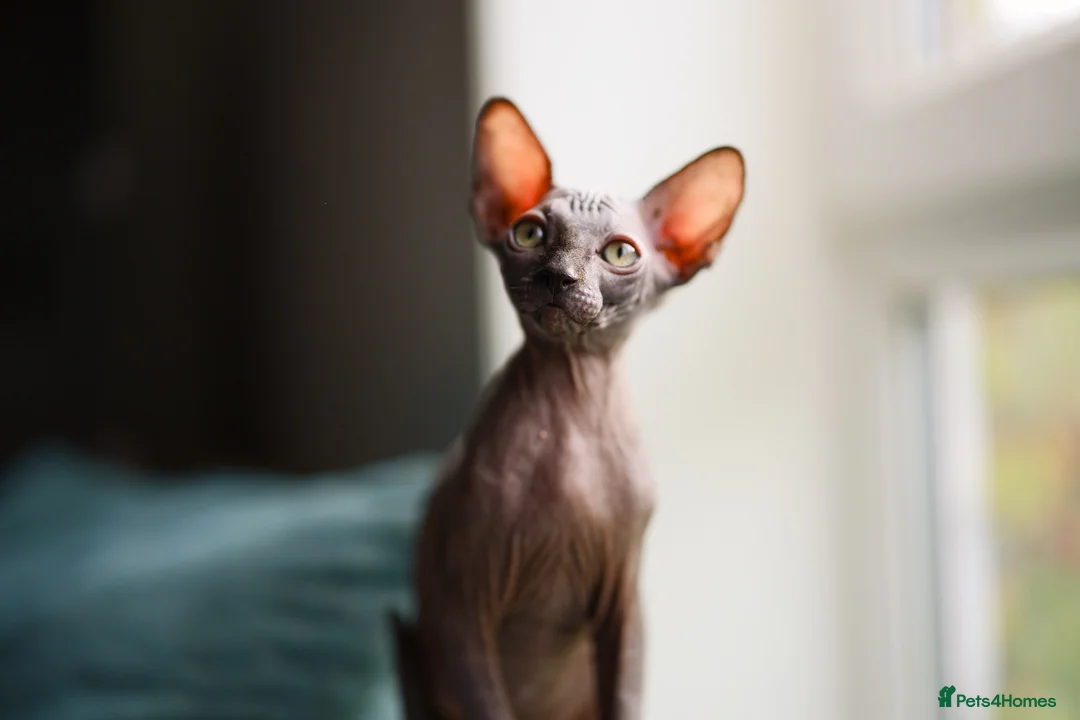 Sphynx cats for sale: Sphynx Kittens - Advert 3