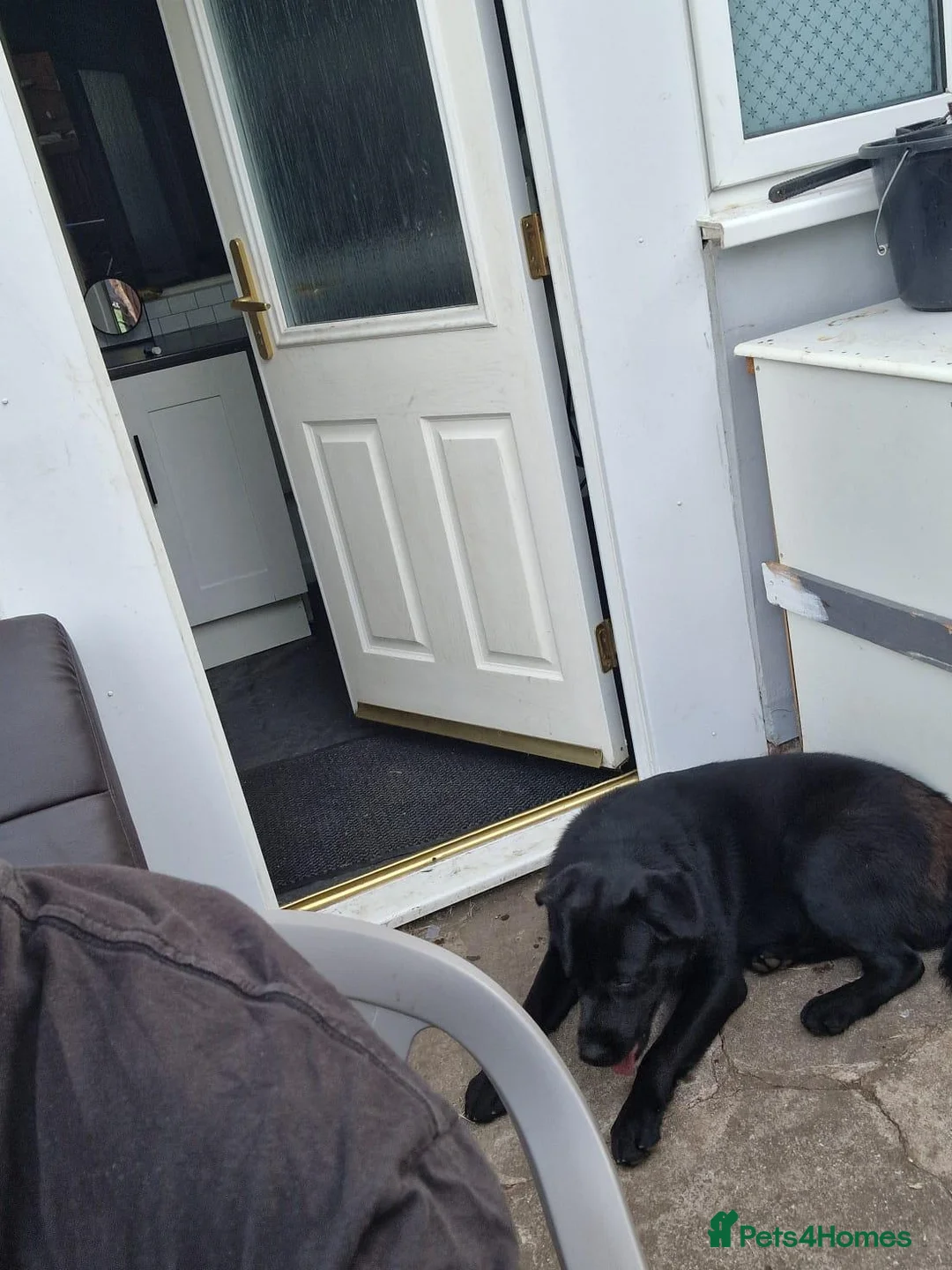 Mixed Breed dogs for sale: Beautiful 10mths puppy - Advert 2