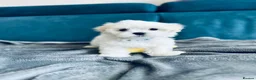 Maltese dogs for sale: Beautiful Maltese Boys in Bristol - Advert 6