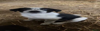 Border Collie 2
