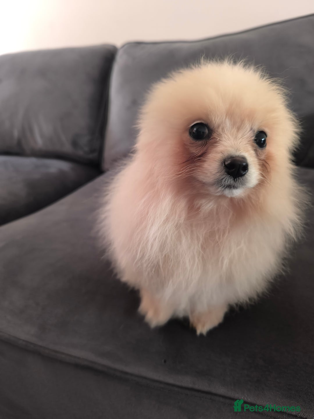 Pomeranian dogs for sale: Male Pomeranian  - Image 4