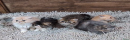 Persian cats for sale: Persian Kittens For Sale - Advert 34