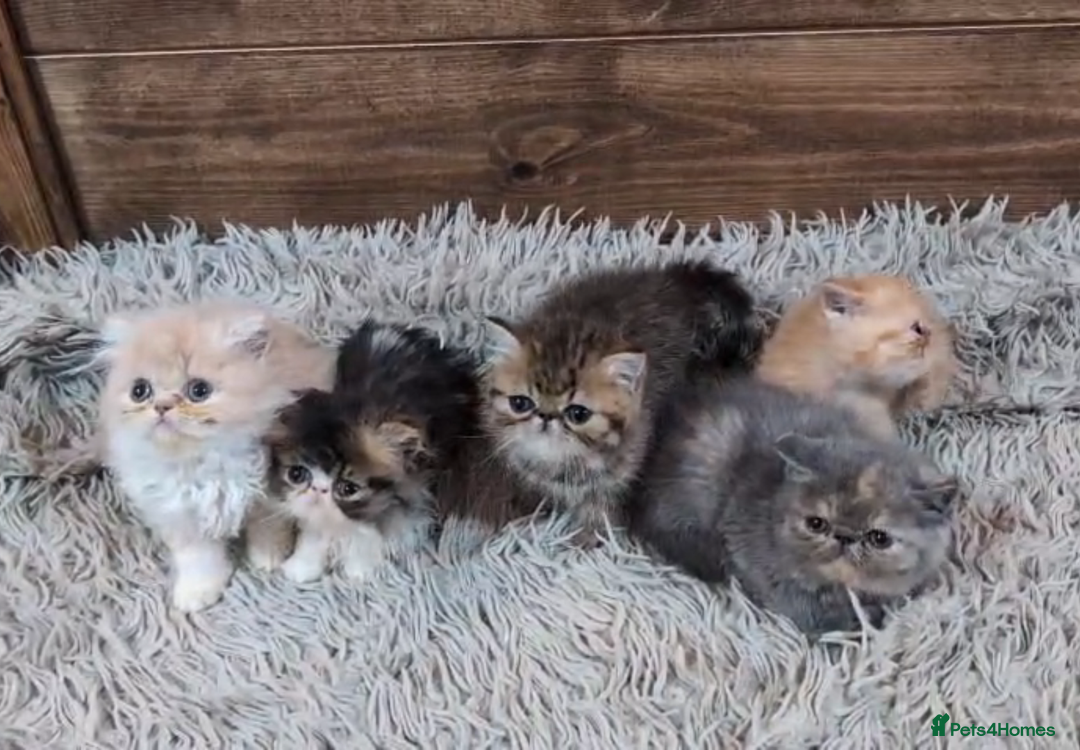 Persian cats for sale: Persian Kittens For Sale - Advert 34