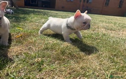 French Bulldog dogs for sale: 🐾 Beautiful French Bulldog Puppies 🐶 - Image 14